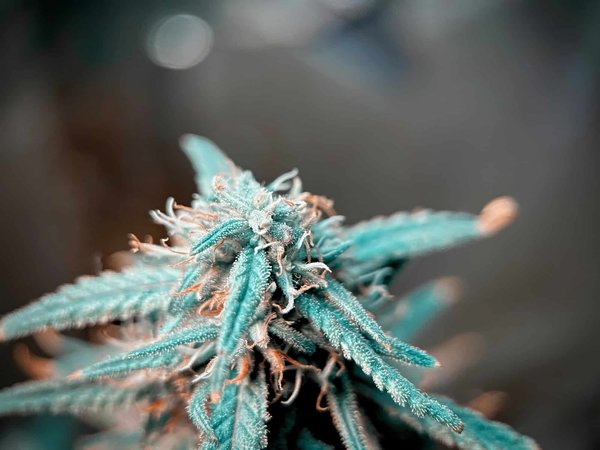 Libanais rouge : une résine exceptionnelle en circulation