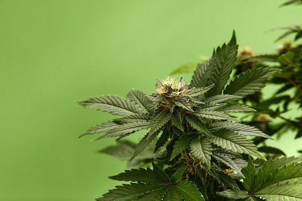 Les raisons derrière le prix d'une fleur de cbd