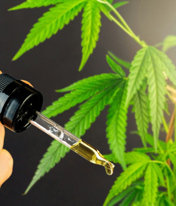 Fleur, résine ou huile : quelle forme choisir pour atténuer les douleurs ?